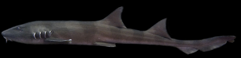 grijze bamboehaai grey bamboo shark