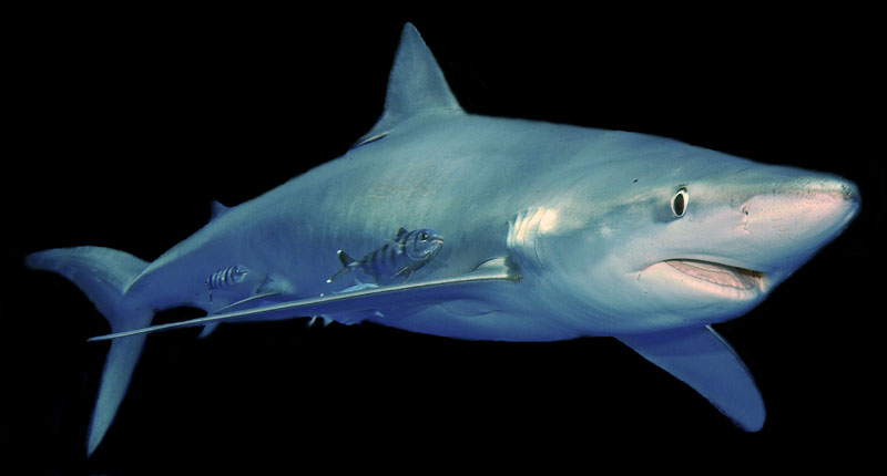 blauwe haai blue shark