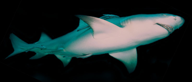 citroenhaai lemon shark