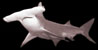 hamerhaai hammer shark