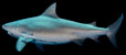 stierhaai - bull shark
