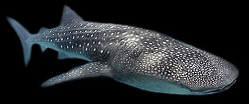 walvishaai whale shark