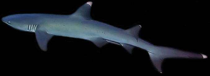 witpuntrifhaai whitetip reef shark
