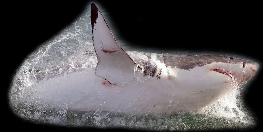witte haai white shark