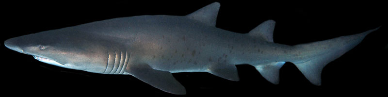 zandtijgerhaai ragged tooth shark