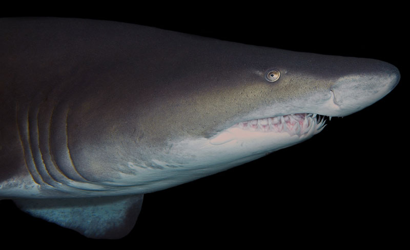 zandtijgerhaai ragged tooth shark