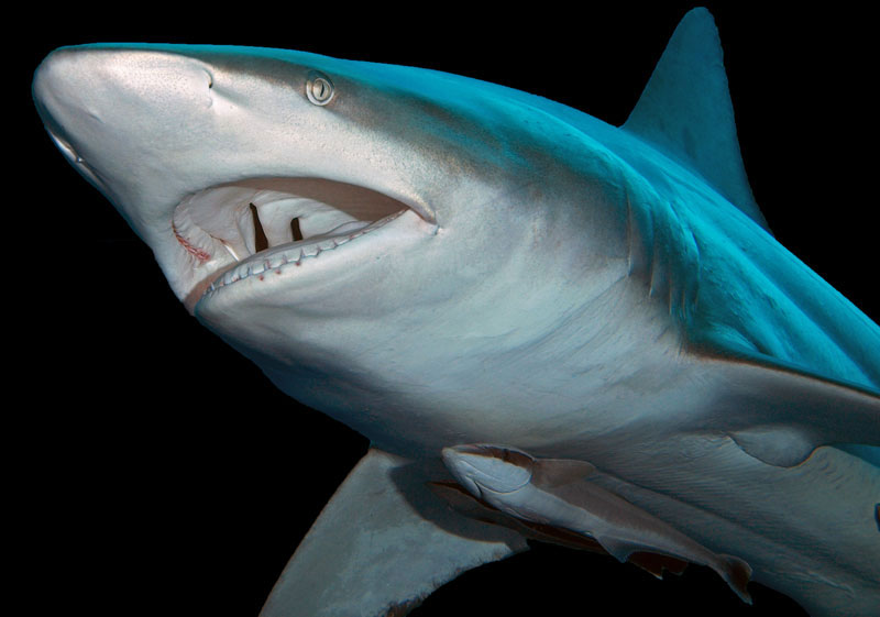 zwartpunt haai blacktip shark