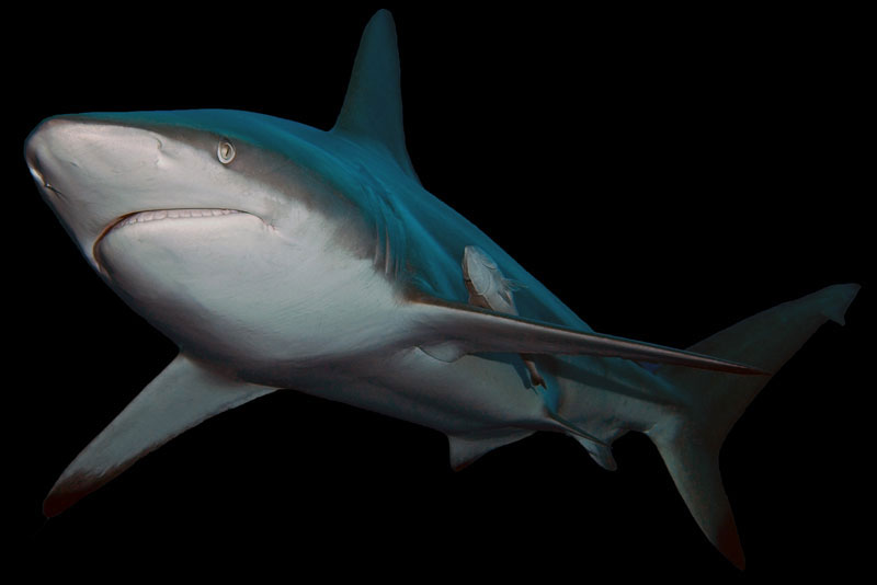 zwartpunt haaien - blacktip sharks