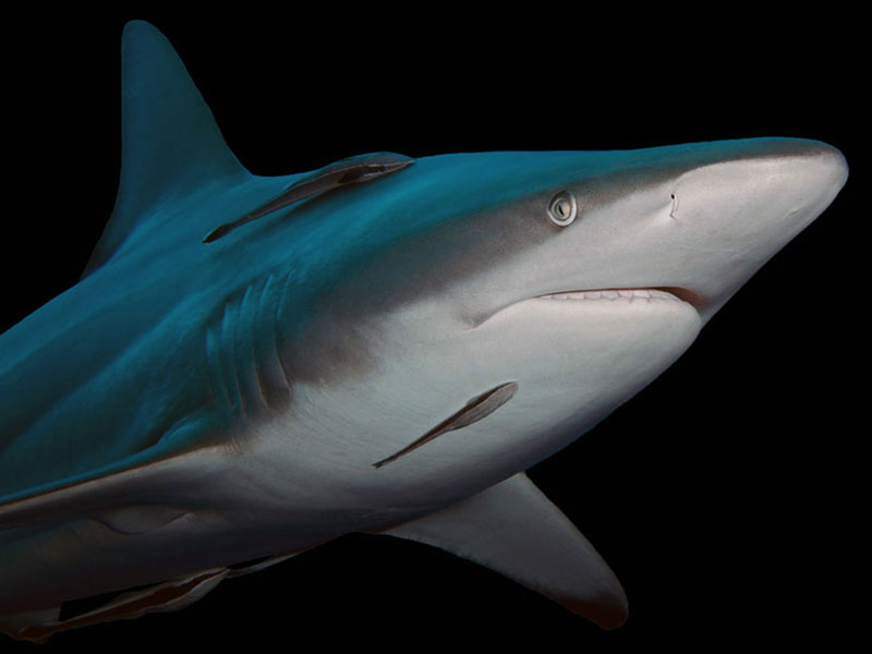zwartpunt haaien - blacktip sharks