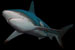 Zwartpunt haai - blacktip shark
