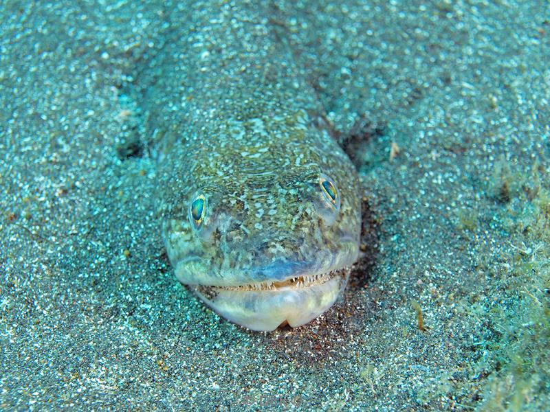 azoren duiken faial il entre mortes lizard fish