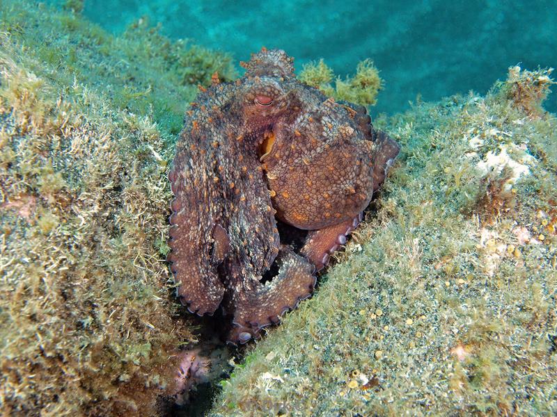 azoren duiken faial il entre mortes octopus