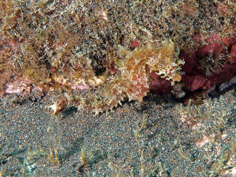 azoren duiken faial il entre mortes seahorse