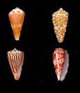 conical shells