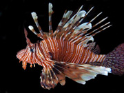 koraalduivel lionfish.jpg