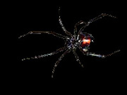 zwarte weduwe spin