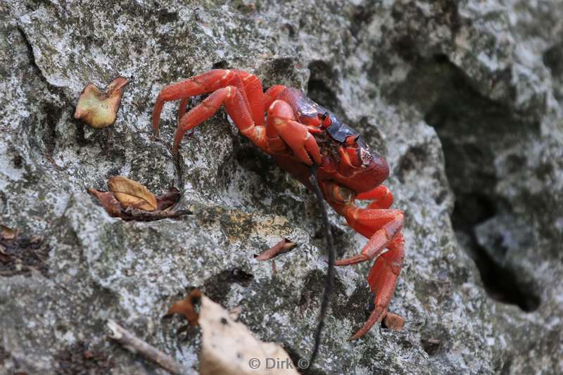 christmas island red crabs
