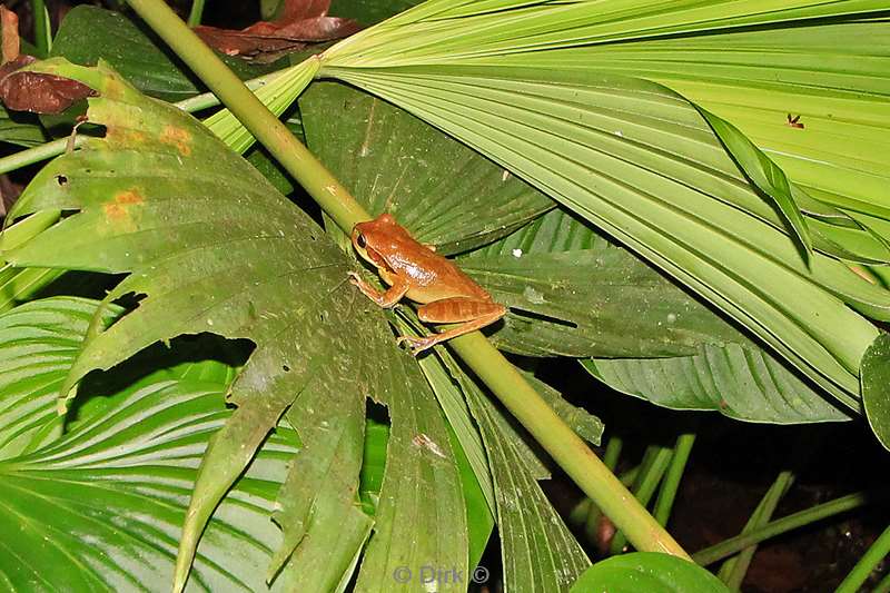 Costa Rica La Fortuna frog tour