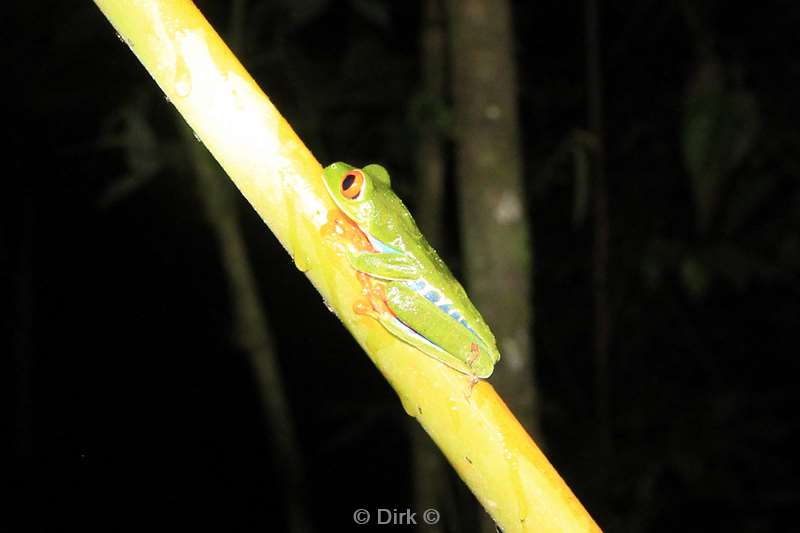 Costa Rica La Fortuna frog tour