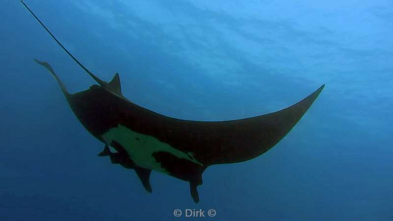 Costa Rica manta rays