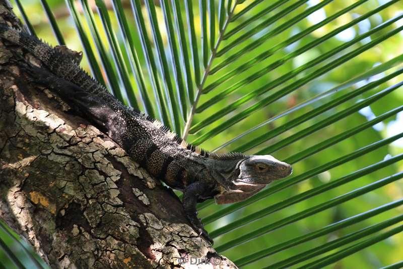 Costa Rica leguaan nature reserve Manuel Antonio