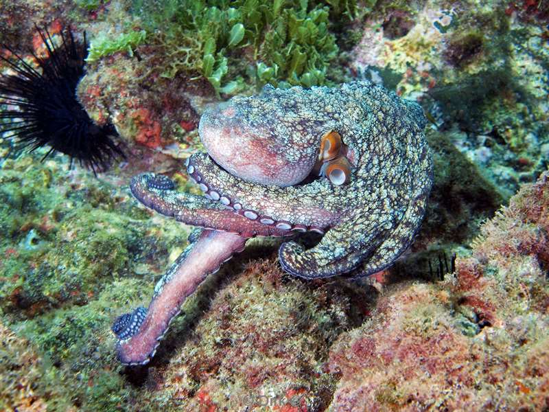 Costa Rica octopus