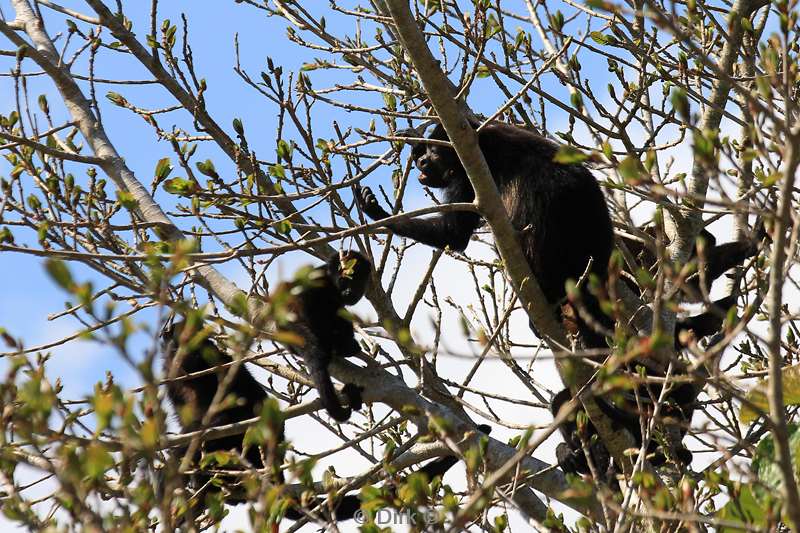 Costa Rica Santa Elena howler monkeys