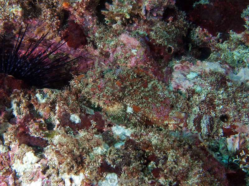 Costa Rica scorpionfish
