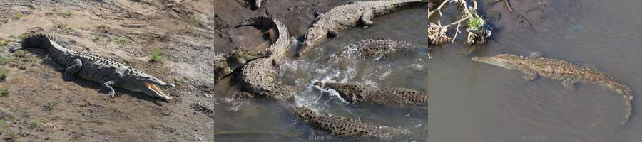 Costa Rica Krokodillen Tarcoles rivier