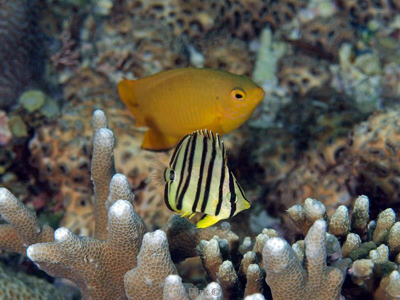 philippines diving butterfly fish