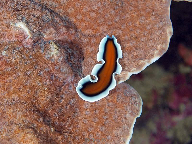 philippines diving flatworm