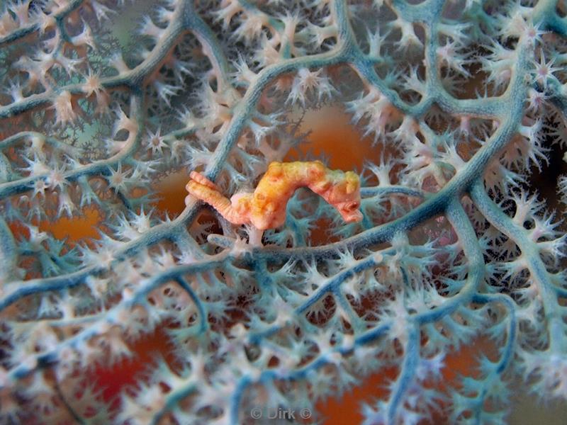 Filippijnen duiken pygmee seahorse
