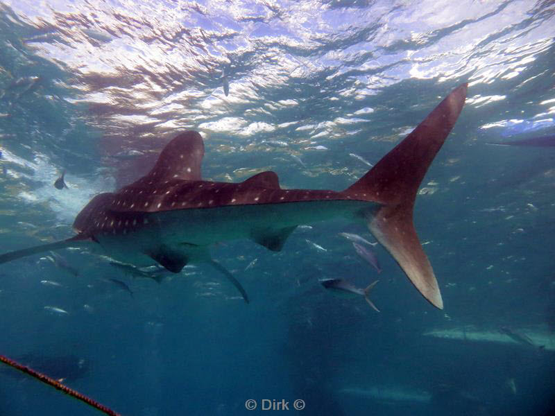 philippines diving walvishaai - whale shark 