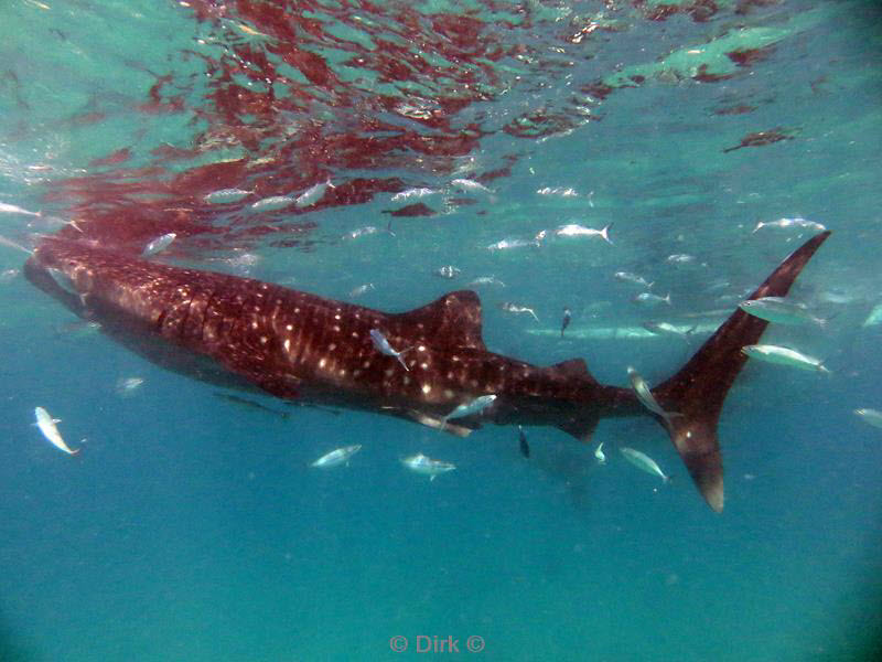 philippines diving walvishaai - whale shark 