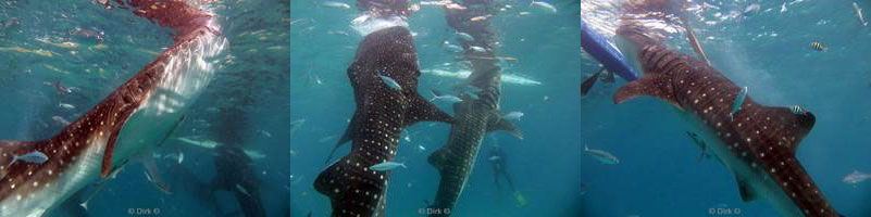 philippines diving oslob whale shark