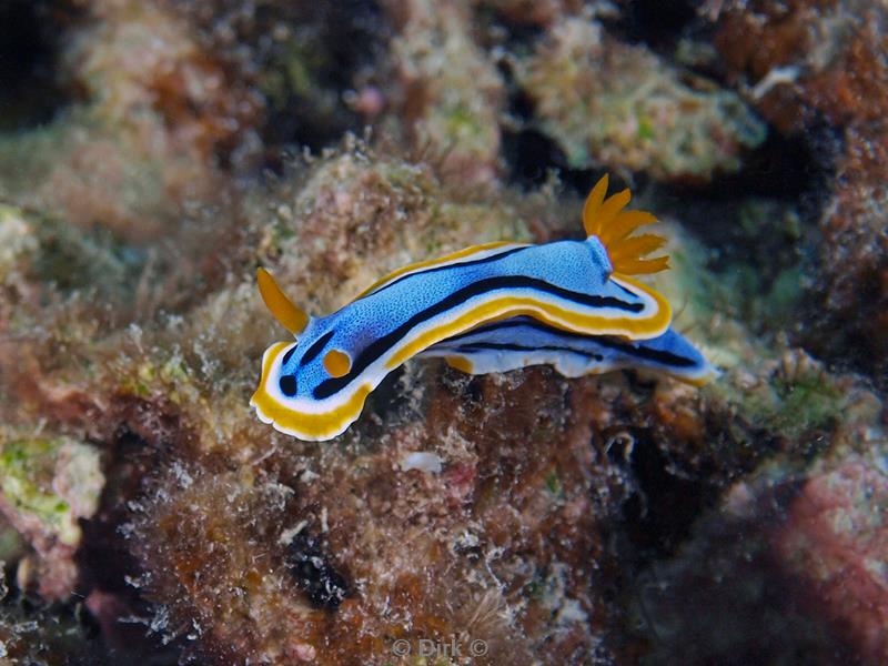 Filippijnen duiken chromodoris nudibranch