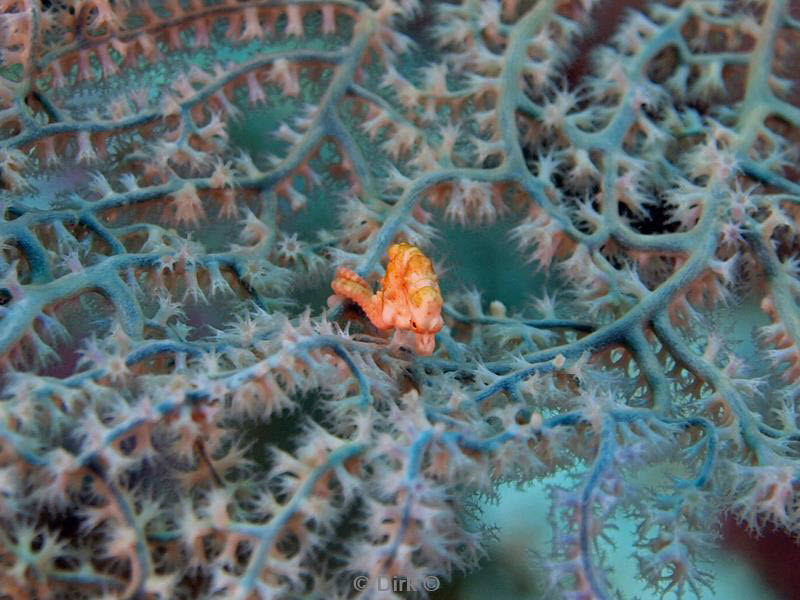 philippines diving pygmy seahorse
