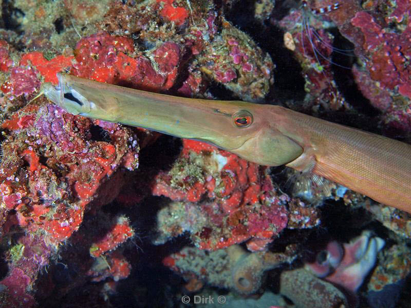 philippines diving trumpetfish