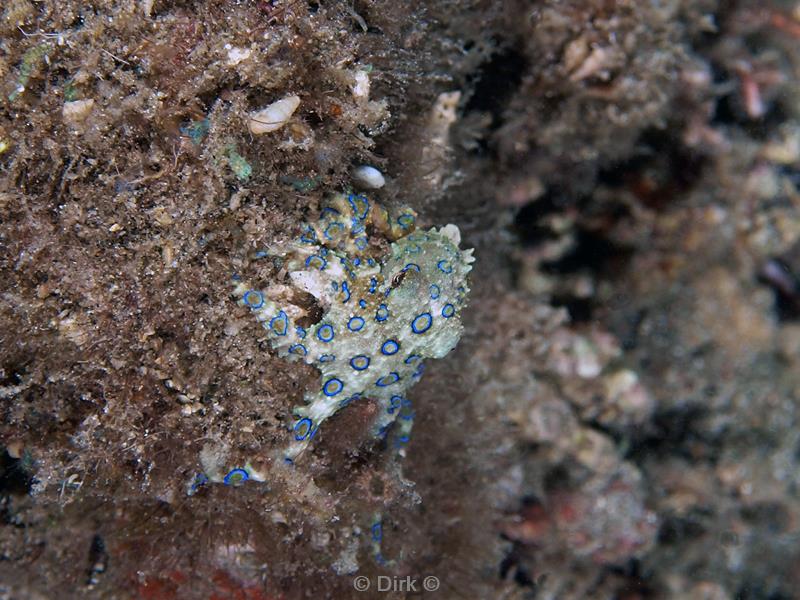 Filippijnen duiken blue ringed octopus
