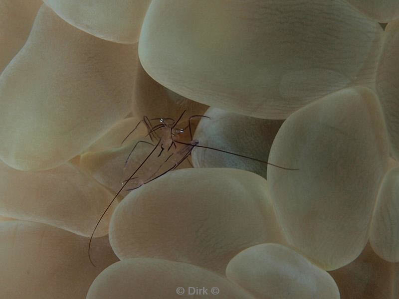 Filippijnen duiken coral shrimp