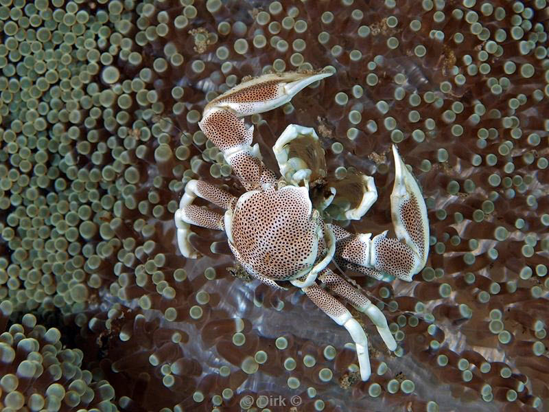 philippines diving porcelain crab