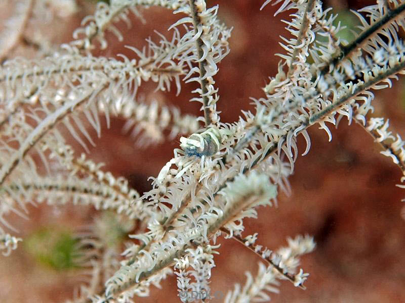 Filippijnen duiken coral shrimp