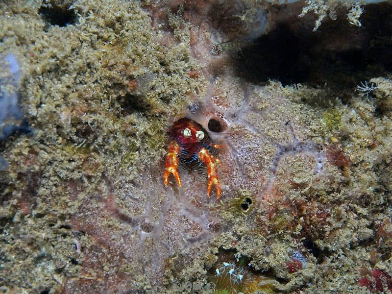 Filippijnen duiken crab