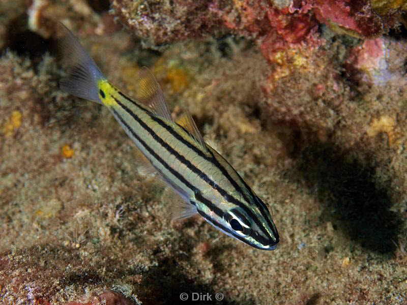 philippines diving fish