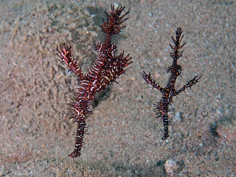 philippines diving ghost pipefish