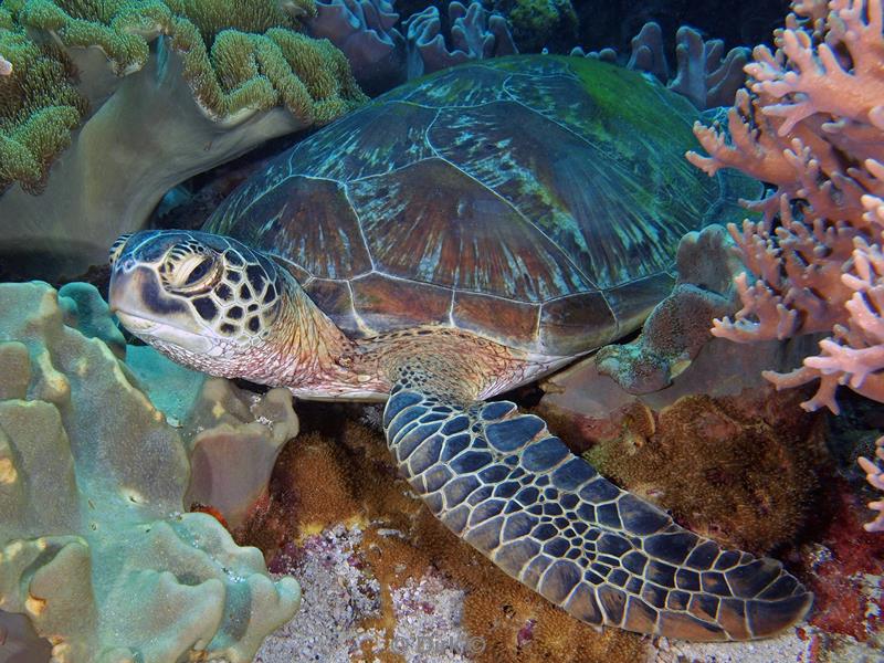 Filippijnen duiken groene schildpad