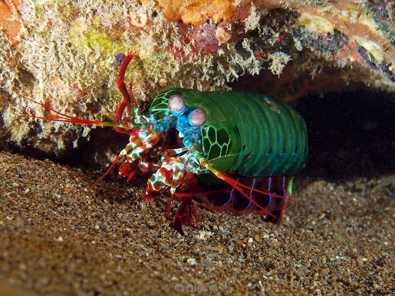 Filippijnen duiken shrimp
