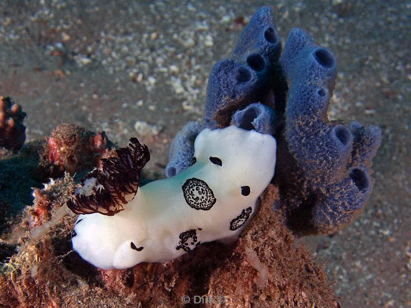 philippines diving nudibranch