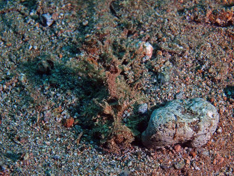 Filippijnen duiken scorpionfish
