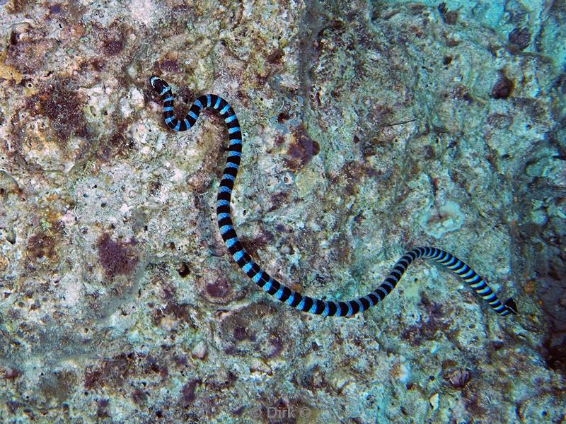 philippines diving sea snake